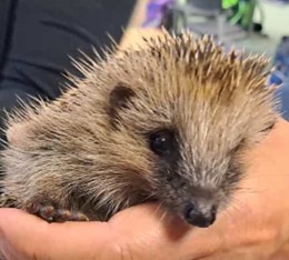 Igel Besuch